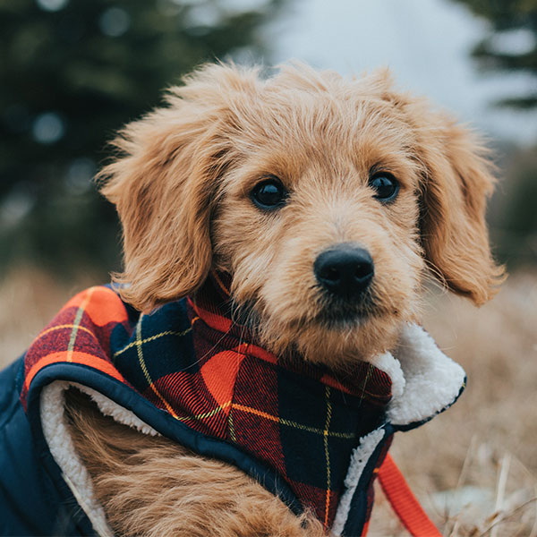 services offered by post road veterinary hospital